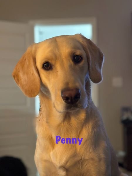 Penny 3073