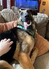 adoptable Dog in stephenson, VA named Freya 3065