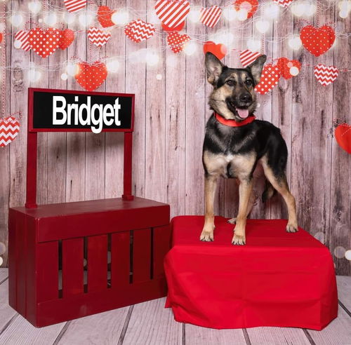 Bridget 3067