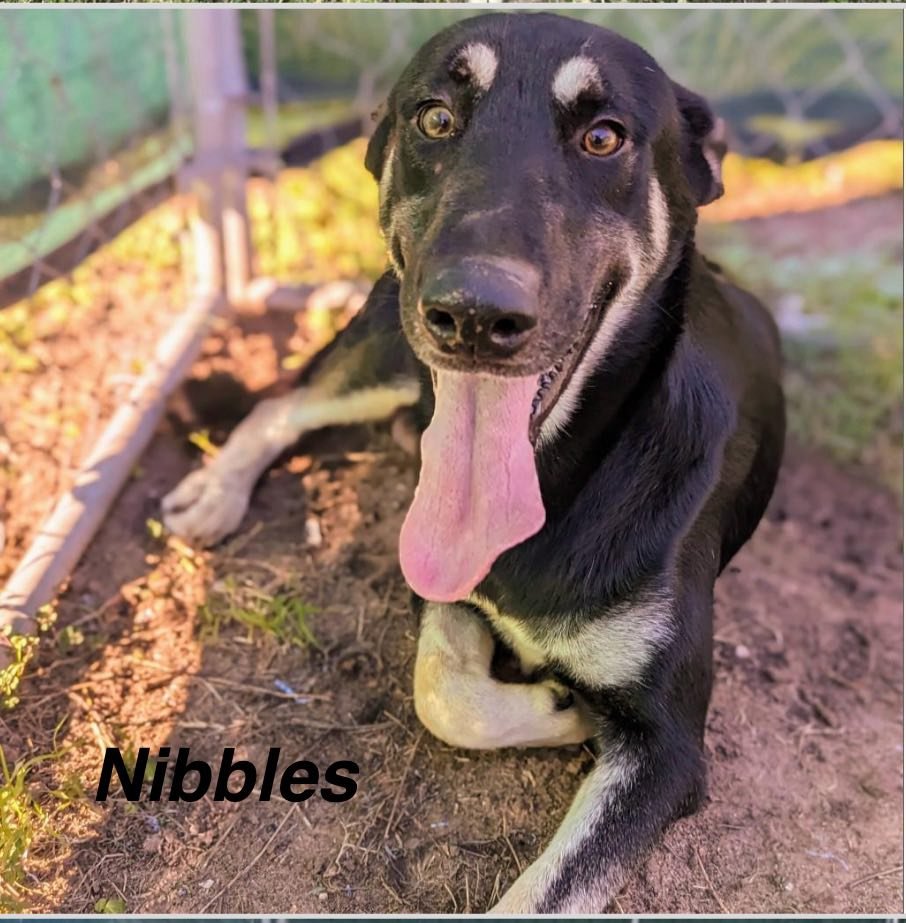 Nibbles 3068
