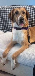 adoptable Dog in Harrisburg, PA named Halia 3069