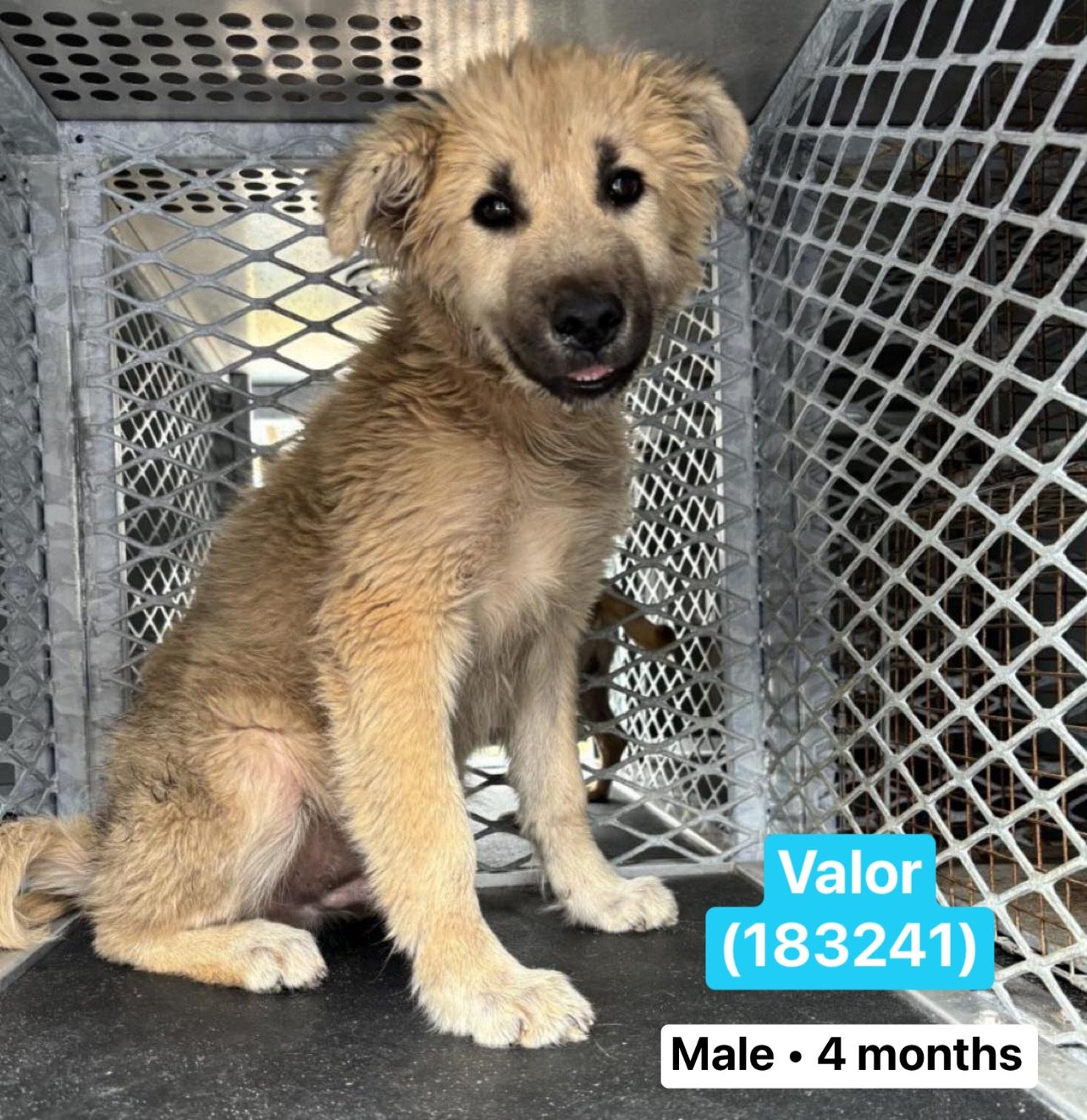 Valor 3085 - Adoption Pending