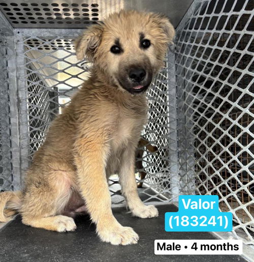 Valor 3085