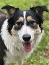 adoptable Dog in  named Onyx 3095