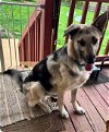 adoptable Dog in mount airy, MD named Blue 3098