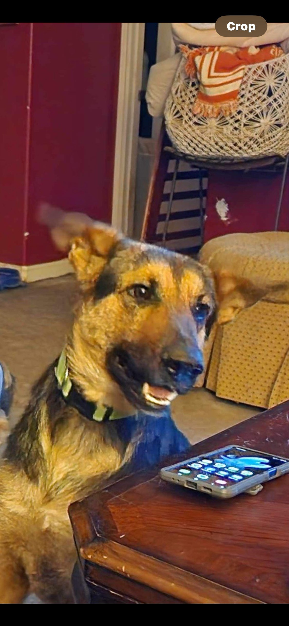 adoptable Dog in Boerne, TX named Milton 3111