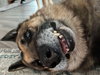 Sawyer (Fospice) 3112
