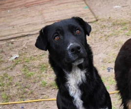 adoptable Dog in Dagsboro, DE named Luna 3089