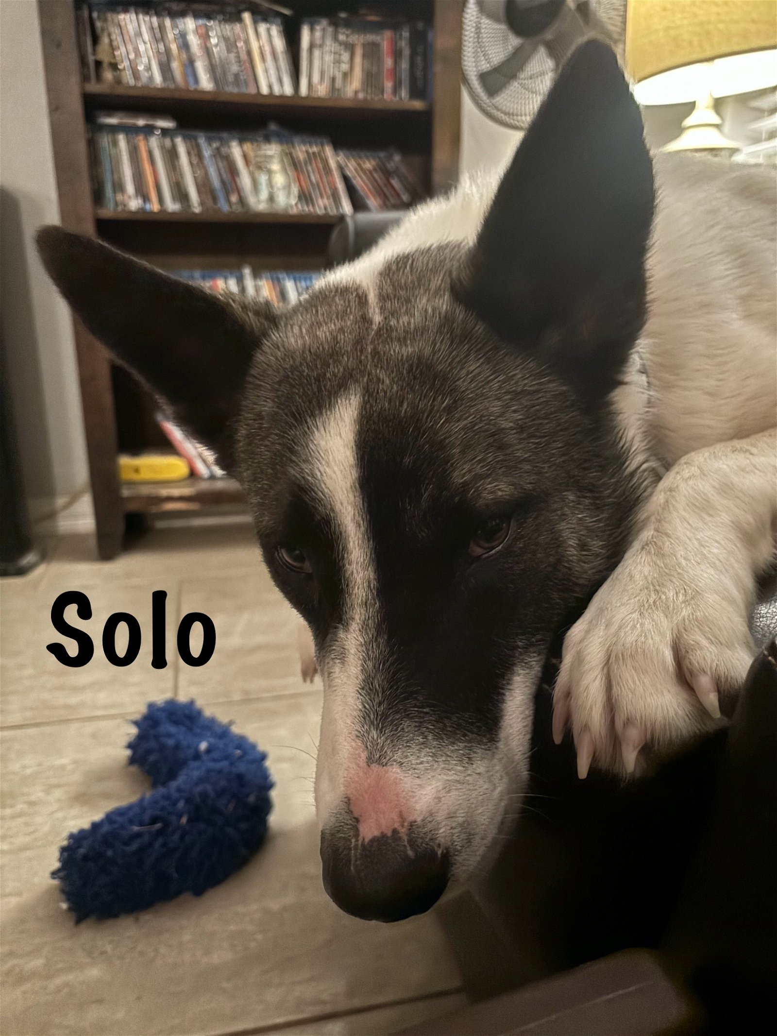 adoptable Dog in Boerne, TX named Solo 3090