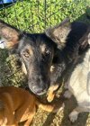 adoptable Dog in boerne, TX named Shiloh 3091
