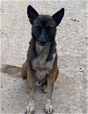 adoptable Dog in boerne, TX named Tigger 3092