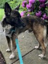 adoptable Dog in stephenson, VA named Tigger 3092