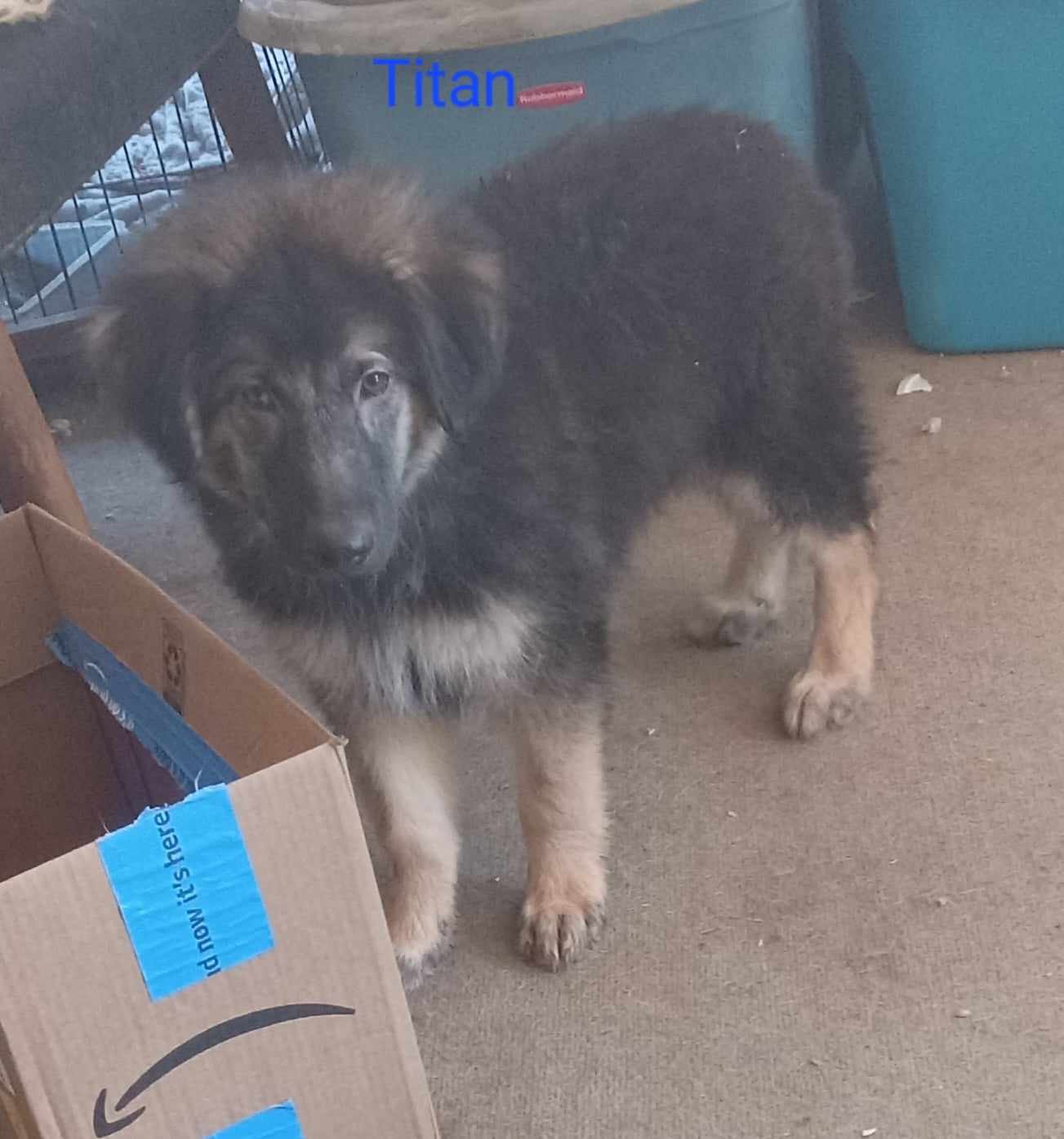 adoptable Dog in Star Tannery, VA named Titan 3118