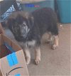 adoptable Dog in boerne, TX named Titan 3118