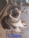 adoptable Dog in boerne, TX named Copper 3120