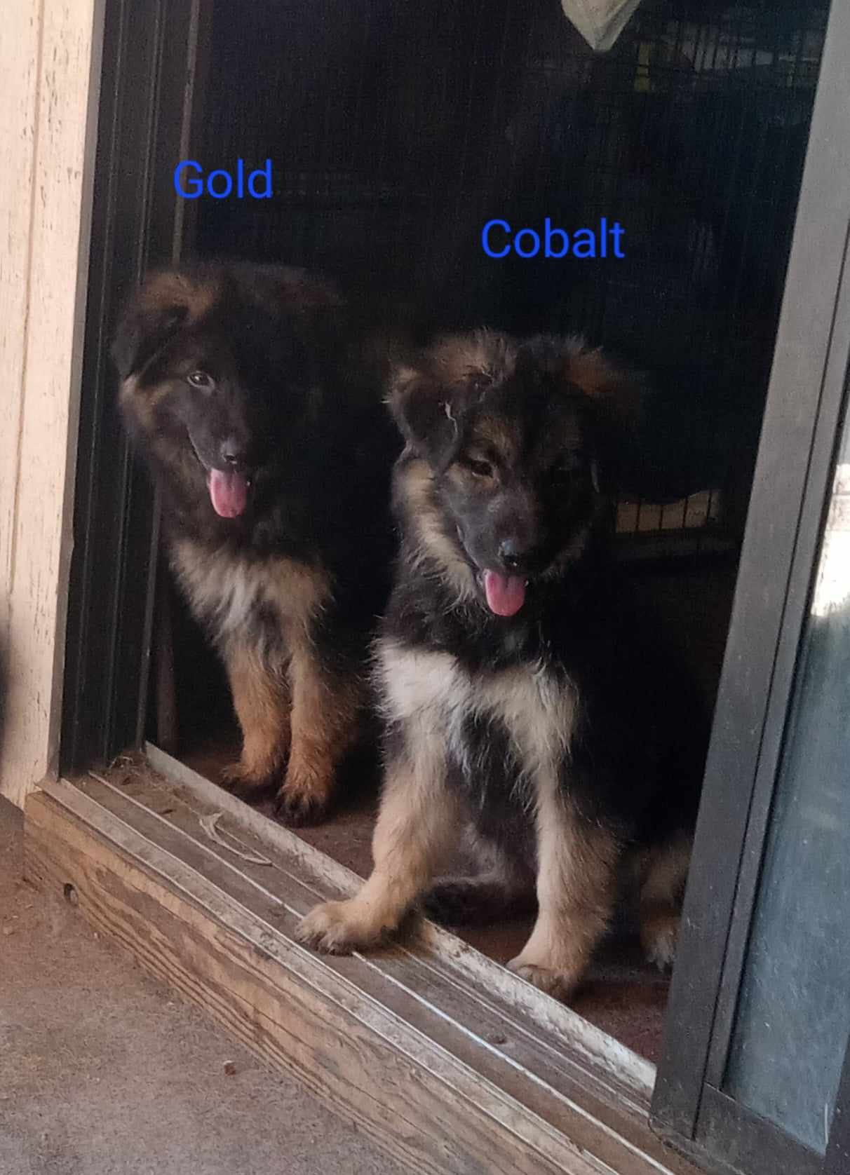 adoptable Dog in Boerne, TX named Cobalt 3121