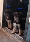 adoptable Dog in boerne, TX named Cobalt 3121