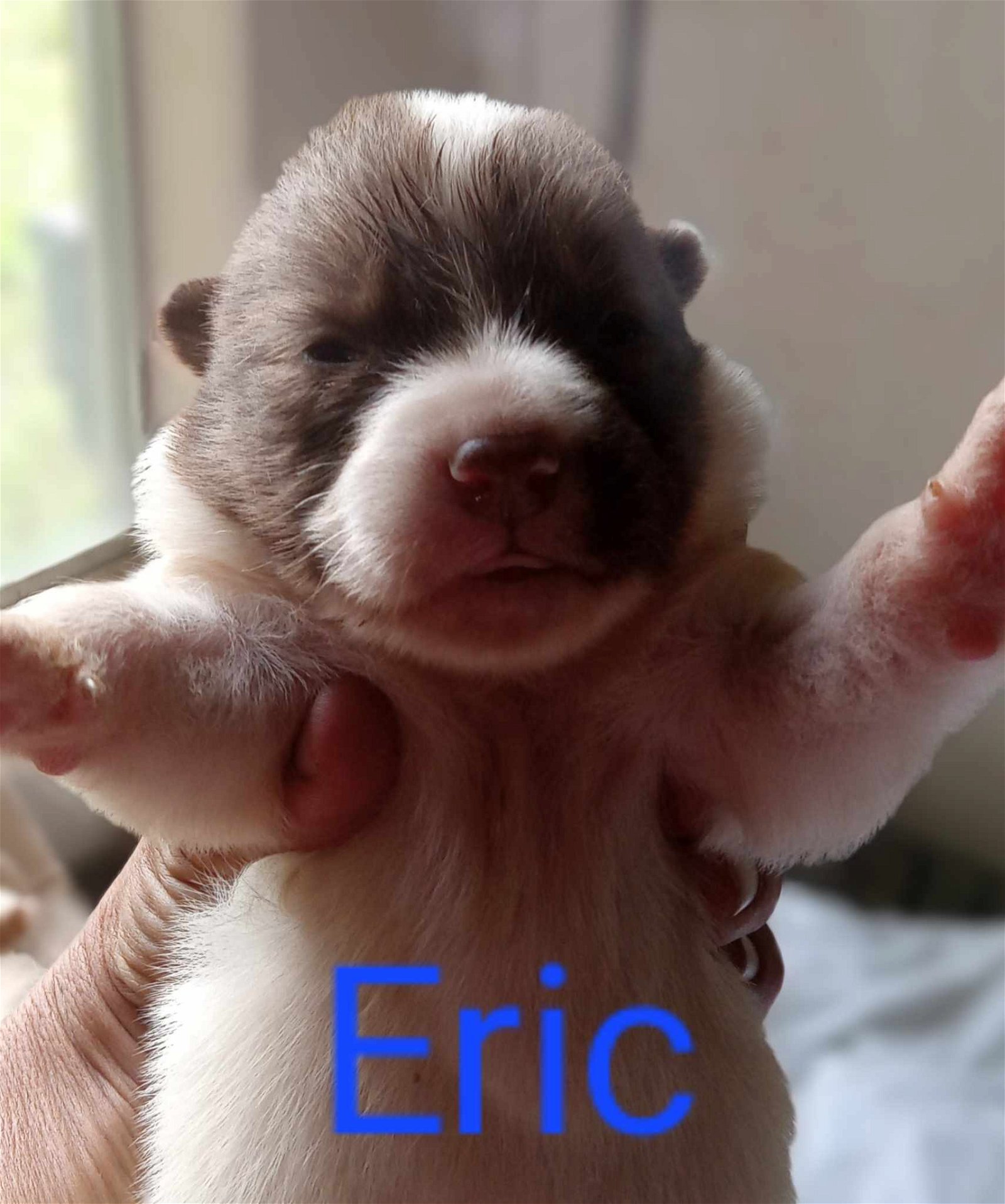 adoptable Dog in Boerne, TX named Eric 3123