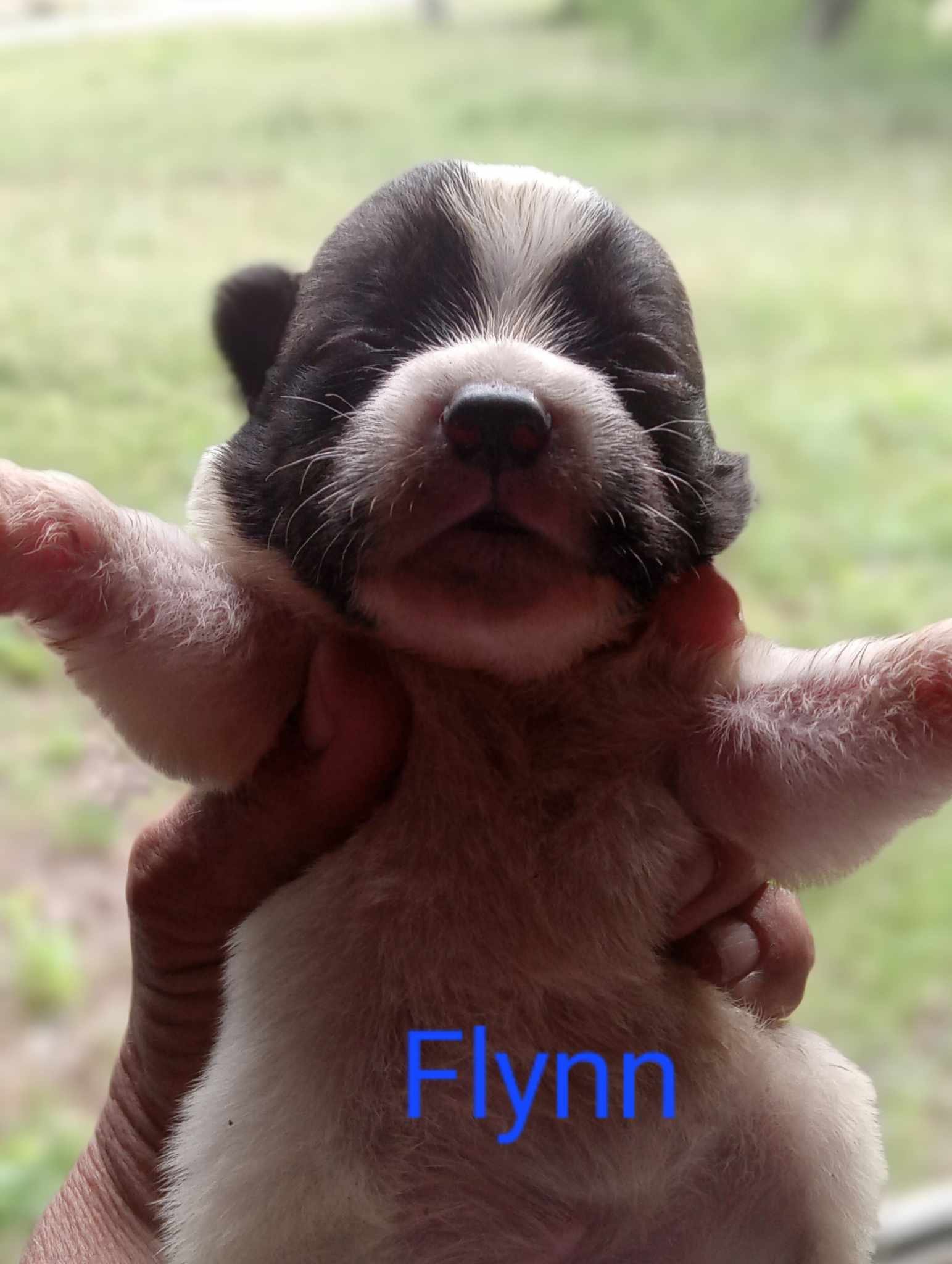 adoptable Dog in Boerne, TX named Flynn 3124