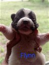adoptable Dog in boerne, TX named Flynn 3124