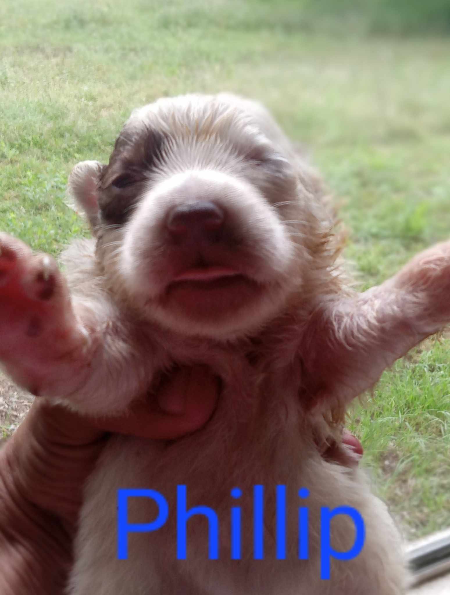 adoptable Dog in Boerne, TX named Phillip 3127