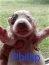 adoptable Dog in boerne, TX named Phillip 3127