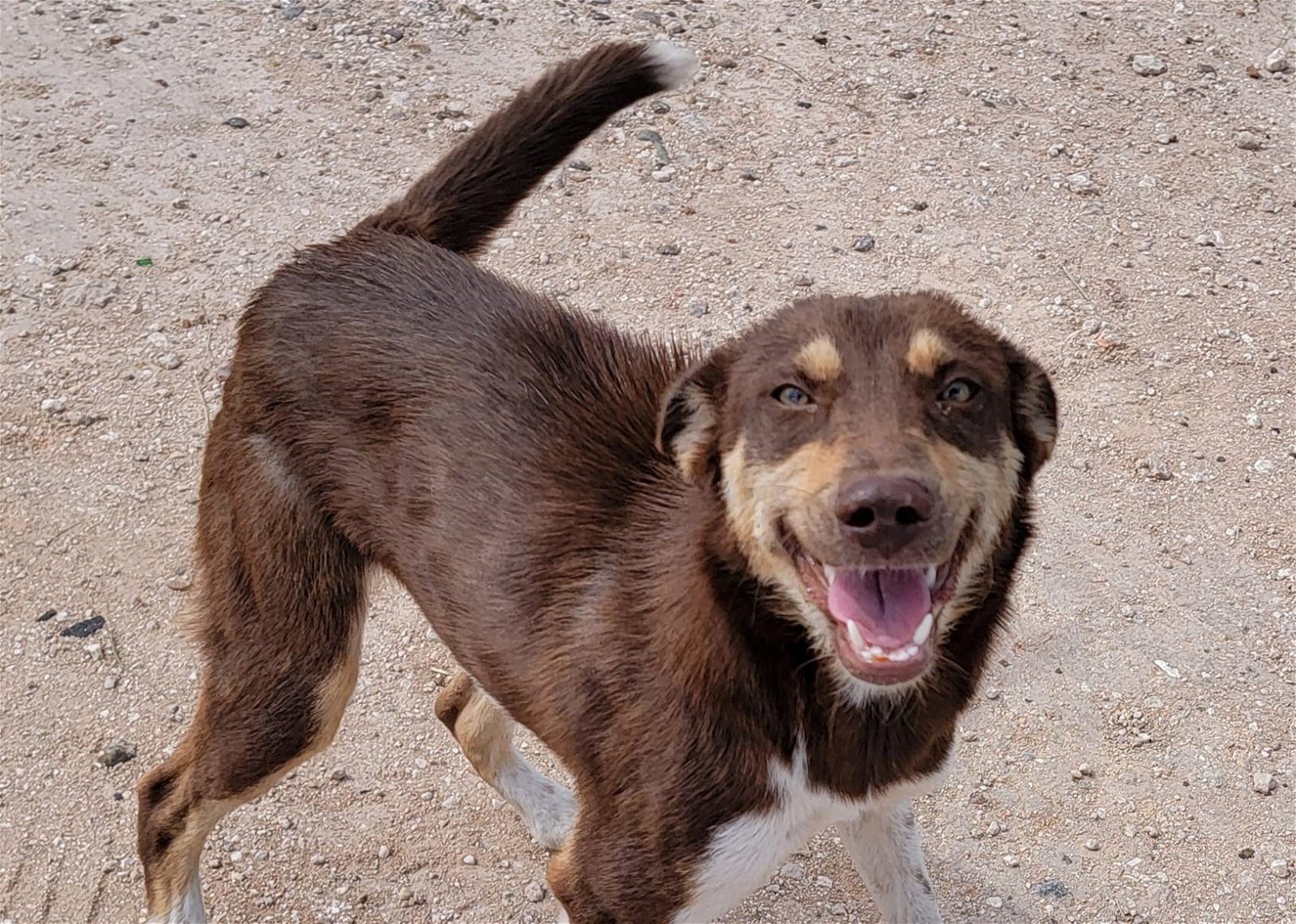 adoptable Dog in Boerne, TX named Princess 3131