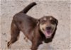 adoptable Dog in boerne, TX named Princess 3131