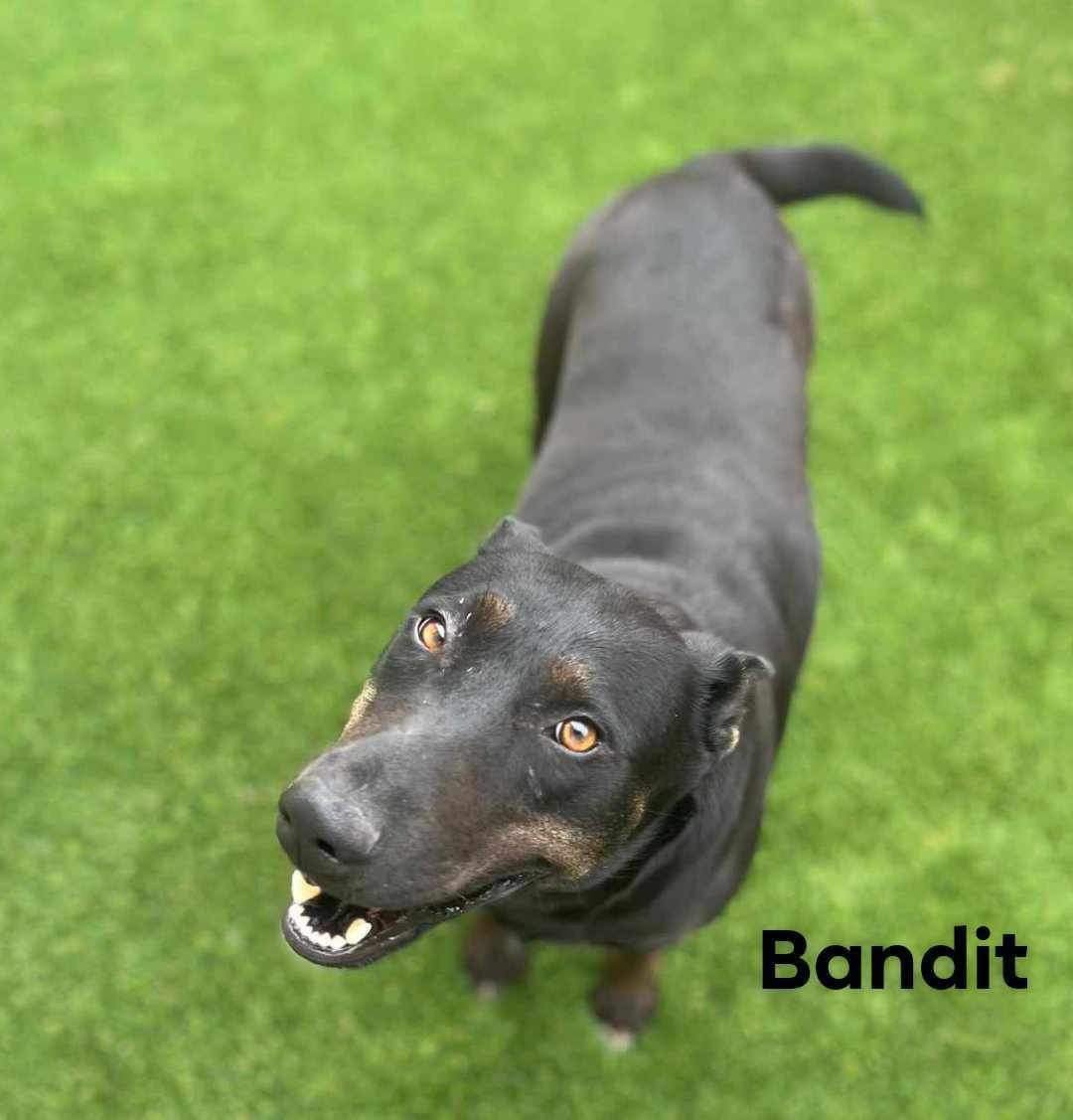 Bandit 3134