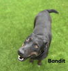 Magic (Bandit) 3134
