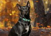 Magic (Bandit) 3134
