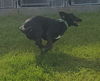 Magic (Bandit) 3134