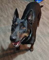 Magic (Bandit) 3134
