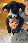 adoptable Dog in boerne, TX named Brooks 3135