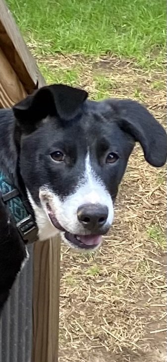 adoptable Dog in Highfalls, NC named Brooks 3135