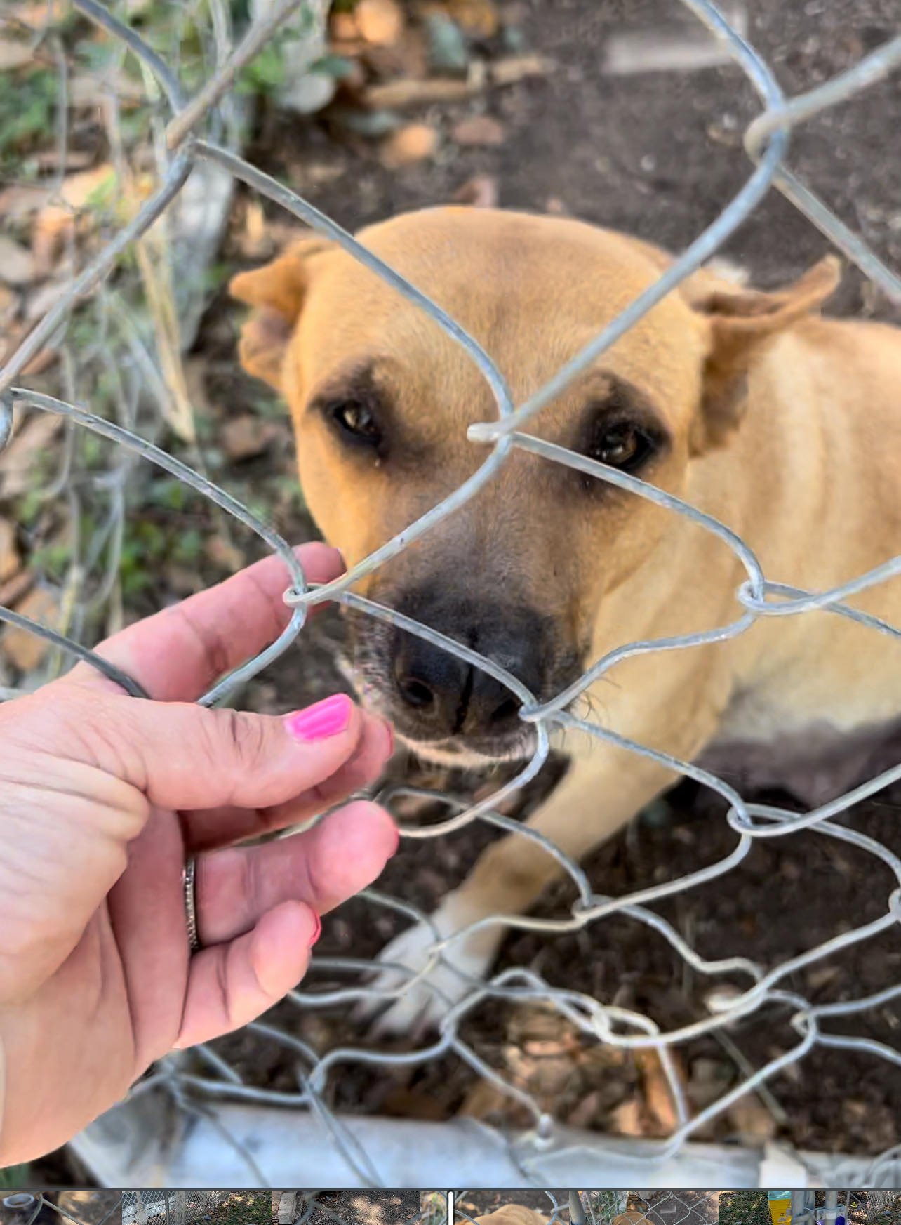 adoptable Dog in Boerne, TX named Carol