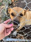 adoptable Dog in boerne, TX named Carol 3136