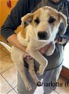 adoptable Dog in boerne, TX named Charlie 3137