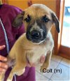 adoptable Dog in boerne, TX named Colt 3138