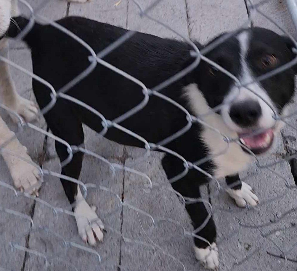 adoptable Dog in Boerne, TX named Cookie 3139