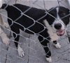 adoptable Dog in boerne, TX named Cookie 3139