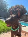 adoptable Dog in boerne, TX named Eleanor 3141