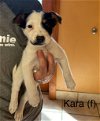 adoptable Dog in boerne, TX named Kara 3147
