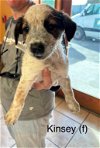adoptable Dog in boerne, TX named Kinsey 3148