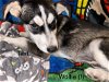 adoptable Dog in boerne, TX named Wolfie 3149