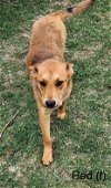 adoptable Dog in  named Red 3152