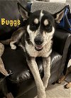 adoptable Dog in  named Buggs 3156
