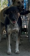 adoptable Dog in boerne, TX named Freda 3157