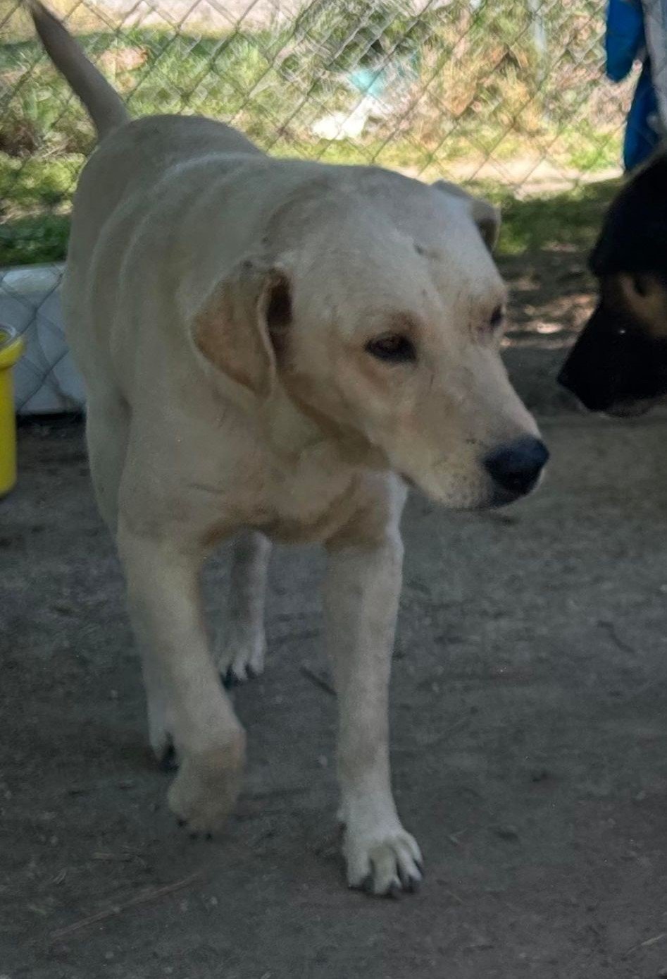 adoptable Dog in Boerne, TX named Ruger 3158