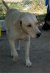 adoptable Dog in boerne, TX named Ruger 3158